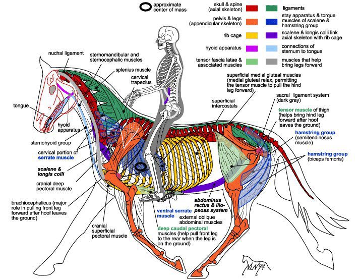 A great equine physiology reference picture