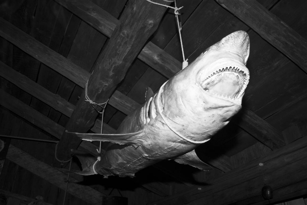 polo magazine photography of morgane delfosse bmw polo masters the polo magazine photos polo 15